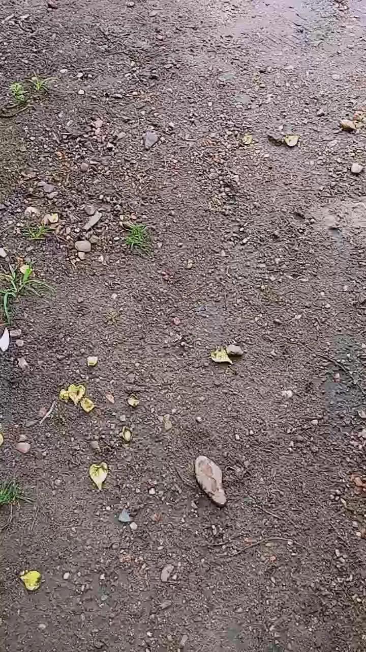 Offline Scarlett_pee on Cam4